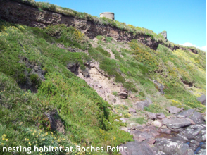 nesting habitat at Roches Point