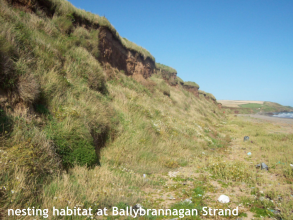 nesting habitat at Ballybrannagan Strand